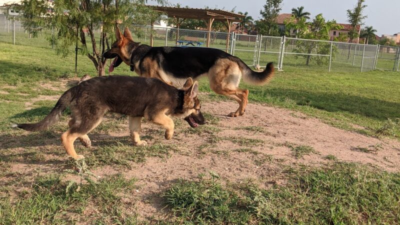 Banworth Dog Park - Mission, TX
