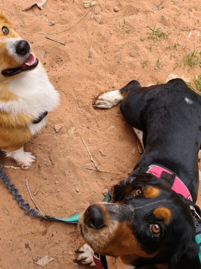 Bark Park - Moab, UT