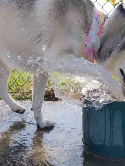Dog Park @ Crawford Park - Mobile, AL