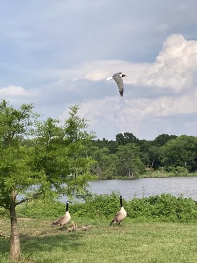 Dog River Park - Mobile, AL