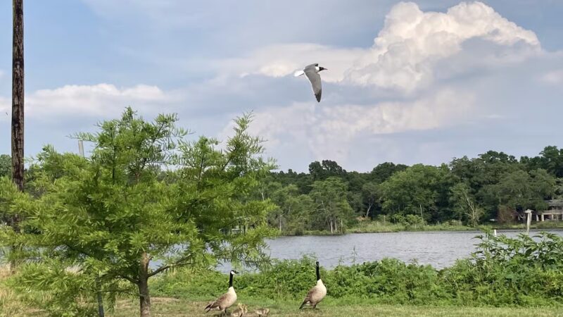 Dog River Park - Mobile, AL