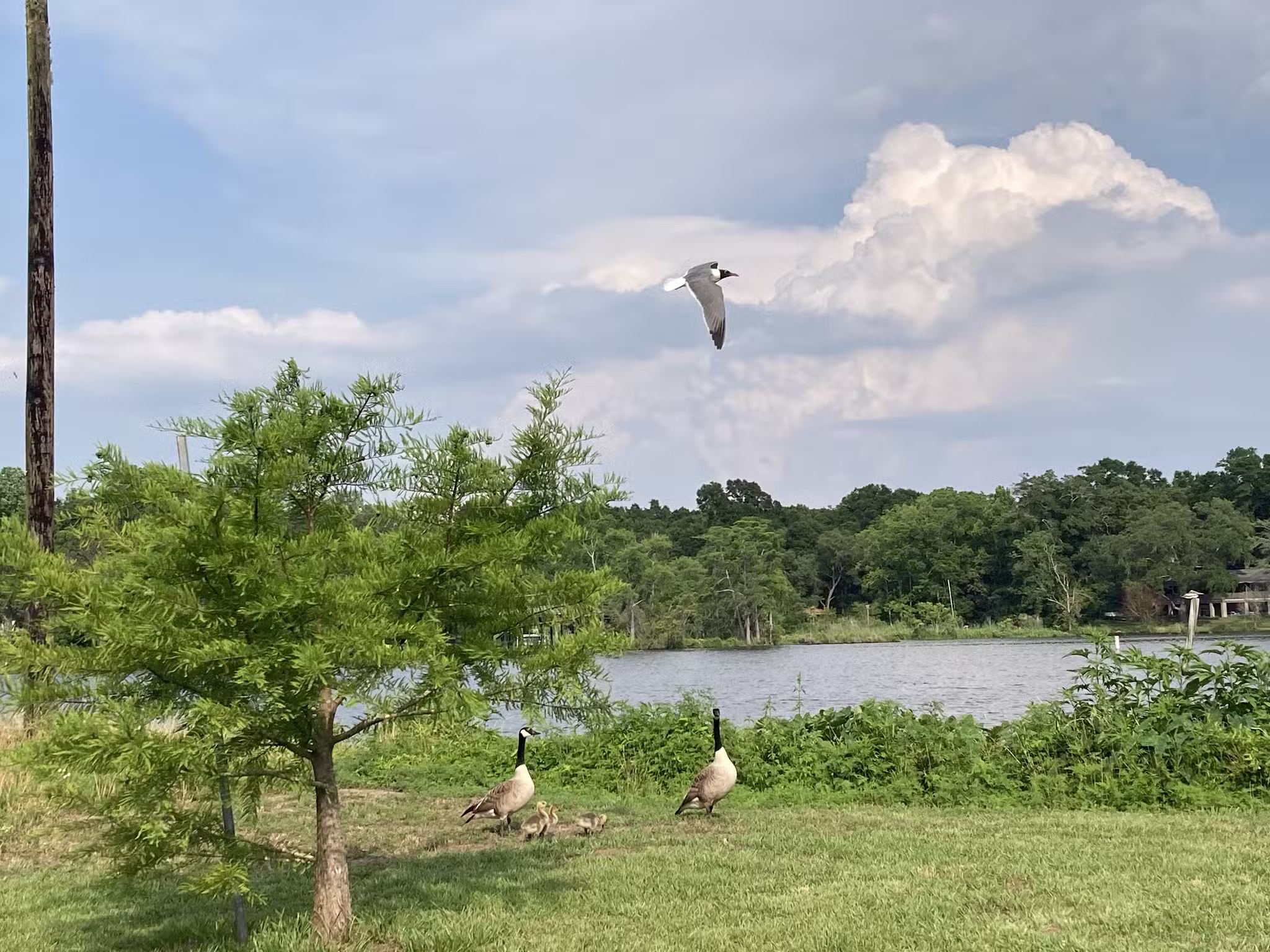 Dog River Park - Mobile, AL