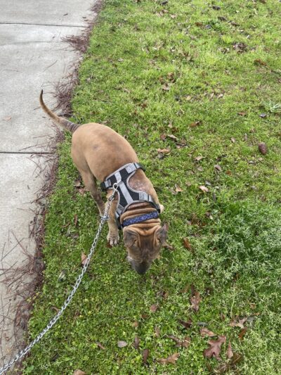 Hackmeyer Park - Mobile, AL