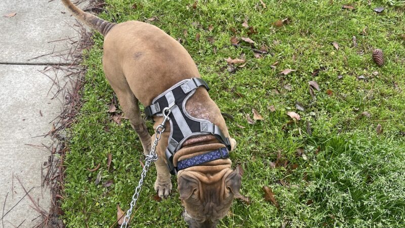 Hackmeyer Park - Mobile, AL