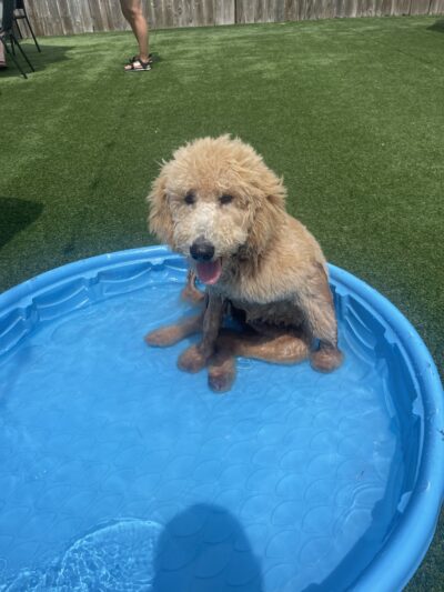 HopHounds Brew Pub & Dog Park - Mobile, AL