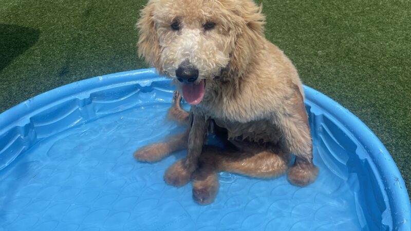 HopHounds Brew Pub & Dog Park - Mobile, AL