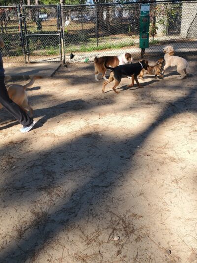 Julien Marx Dog Park @ Medal of Honor Park - Mobile, AL