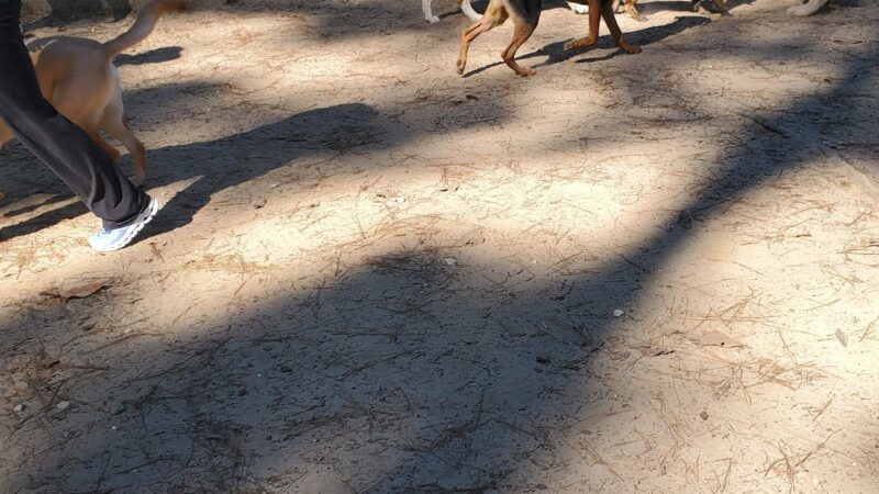 Julien Marx Dog Park @ Medal of Honor Park - Mobile, AL