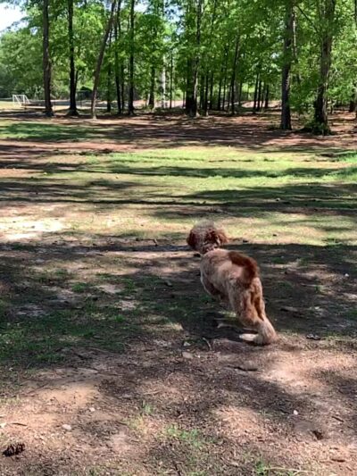 Julien Marx Dog Park @ Medal of Honor Park - Mobile, AL
