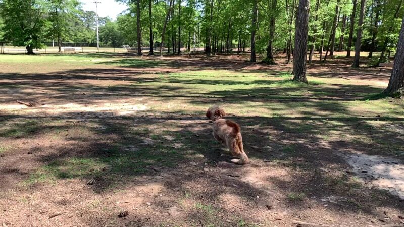 Julien Marx Dog Park @ Medal of Honor Park - Mobile, AL