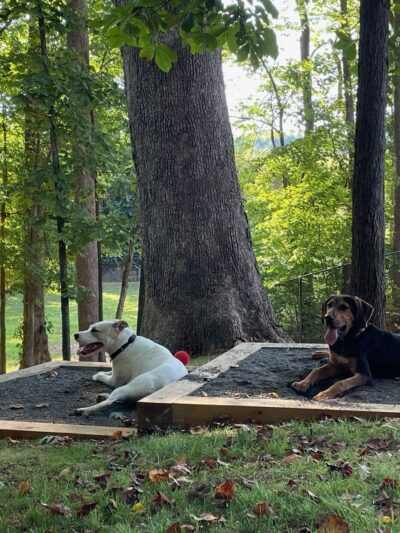 Dog Park - Mocksville, NC