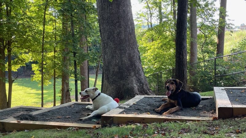 Dog Park - Mocksville, NC