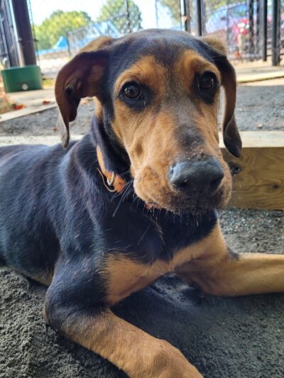 Dog Park - Mocksville, NC