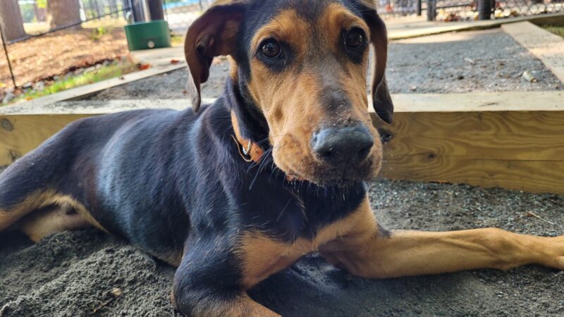 Dog Park - Mocksville, NC