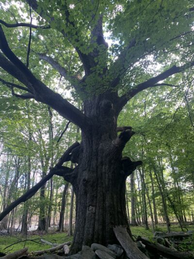 Sylvan Glen Park Preserve - Mohegan Lake, NY