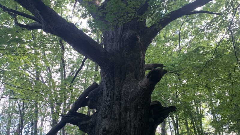 Sylvan Glen Park Preserve - Mohegan Lake, NY