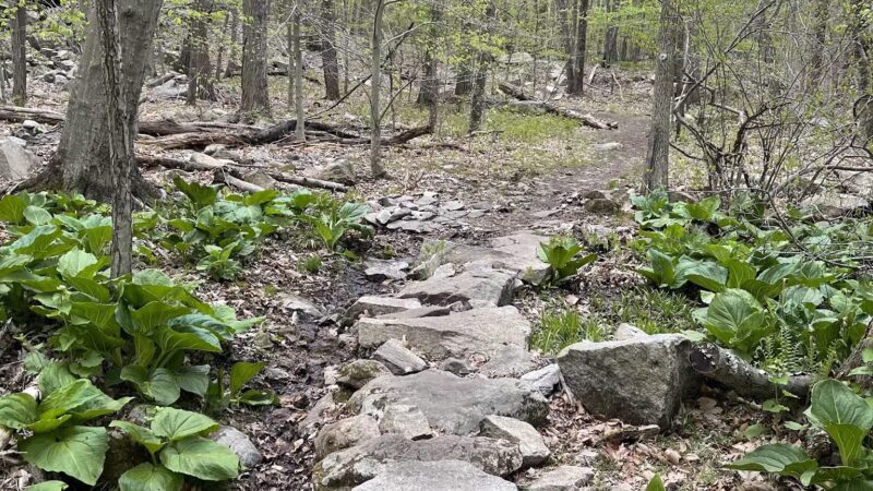 Sylvan Glen Park Preserve - Mohegan Lake, NY