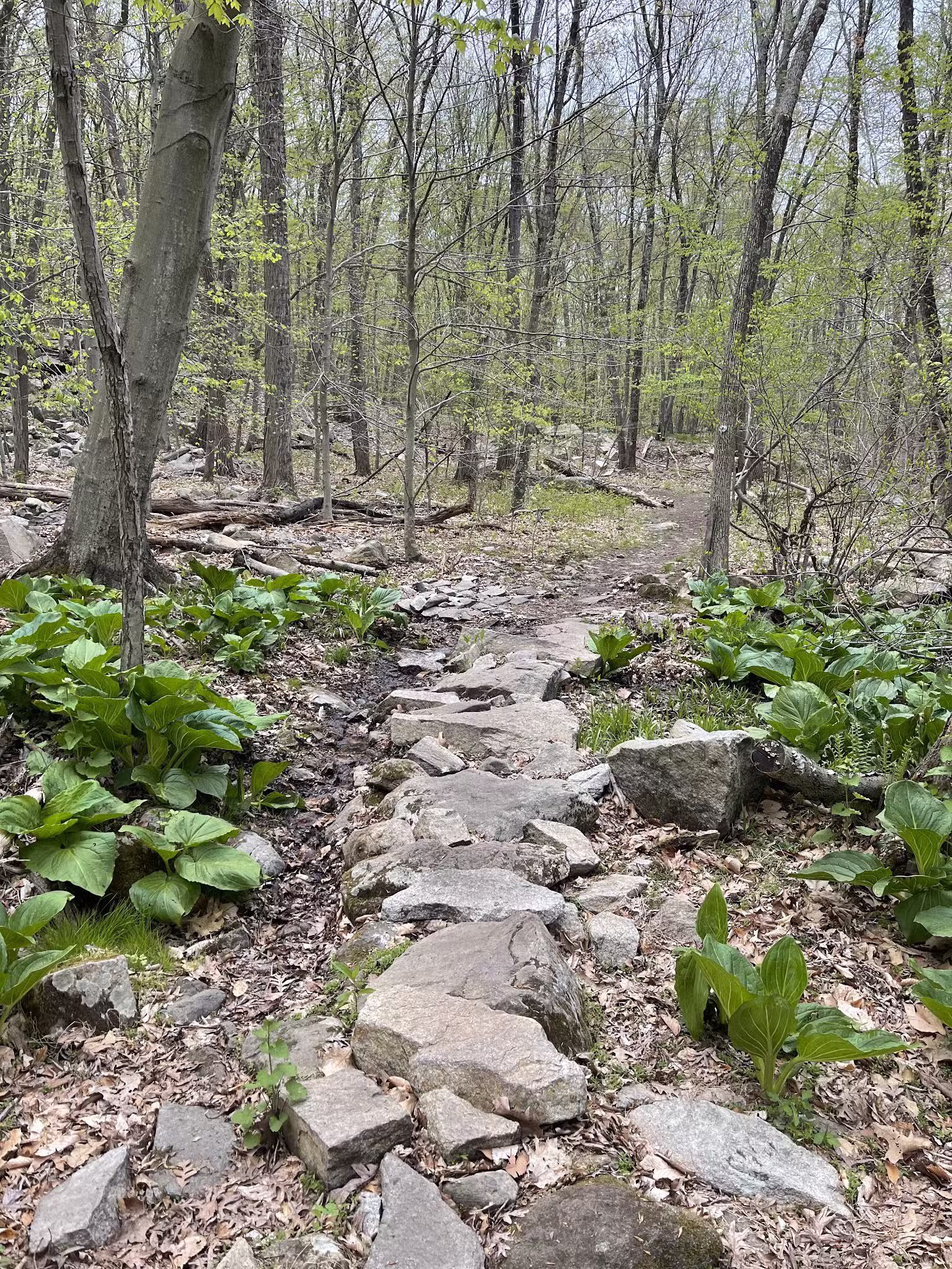Sylvan Glen Park Preserve - Mohegan Lake, NY