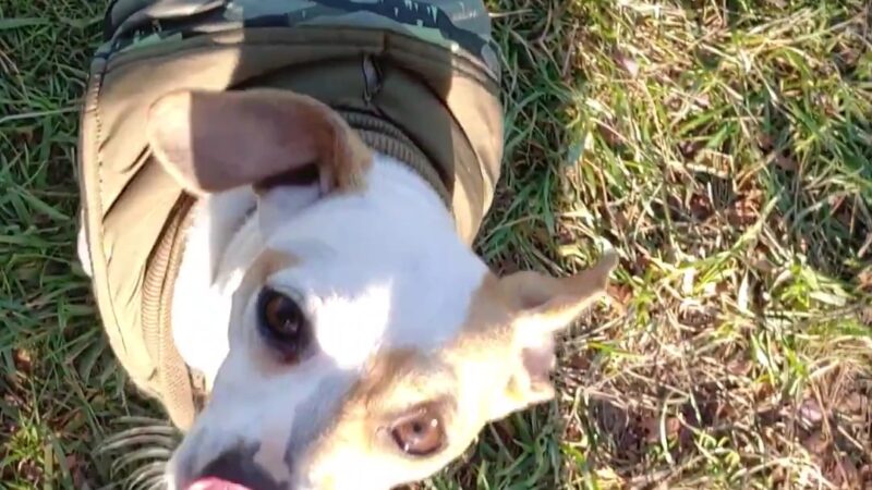 Monmouth Dog Park - Monmouth, OR