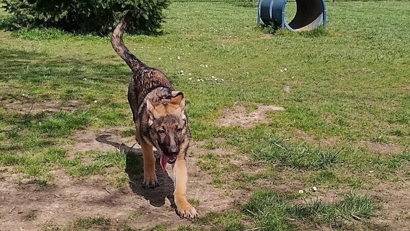 Monmouth Dog Park - Monmouth, OR