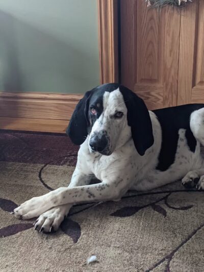 Candelore's Barking Beauties Monongahela - Monongahela, PA