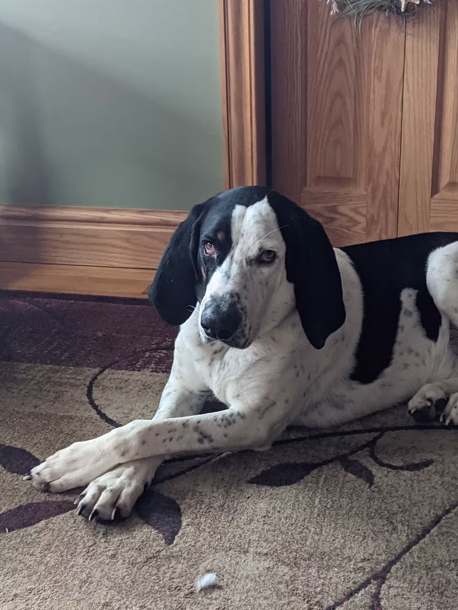 Candelore's Barking Beauties Monongahela - Monongahela, PA