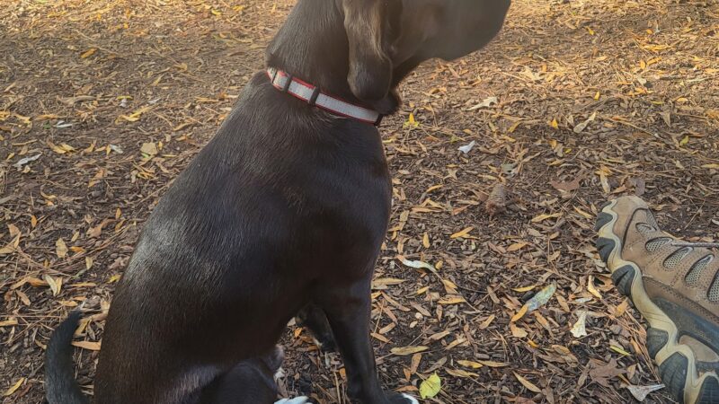 Childers Park Dog Park - Monroe, GA