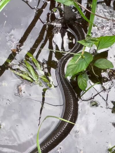 Black Bayou Lake National Wildlife Refuge Visitor Center - Monroe, LA