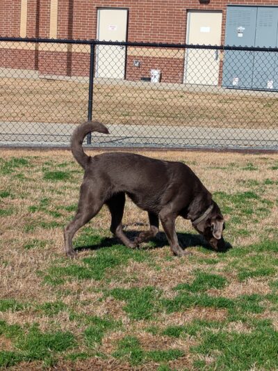 Dog Park at Love's Travel Stops - Monroe, LA