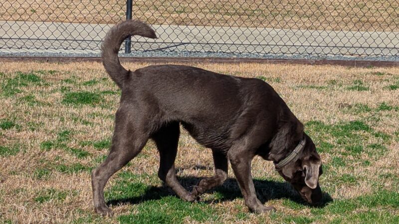Dog Park at Love's Travel Stops - Monroe, LA