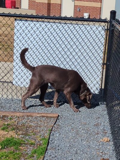 Dog Park at Love's Travel Stops - Monroe, LA
