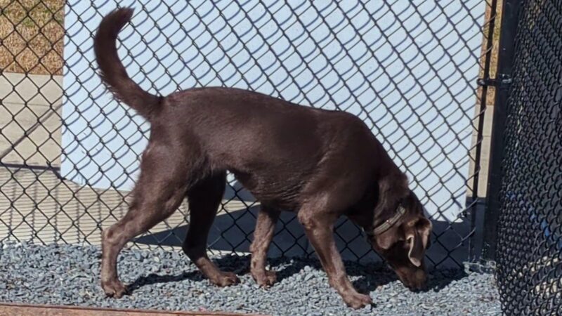 Dog Park at Love's Travel Stops - Monroe, LA