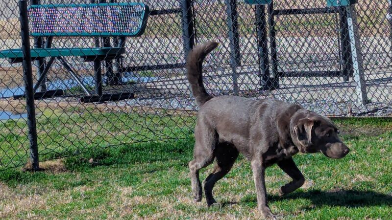 Dog Park at Love's Travel Stops - Monroe, LA