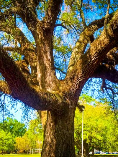 Forsythe Park - Monroe, LA