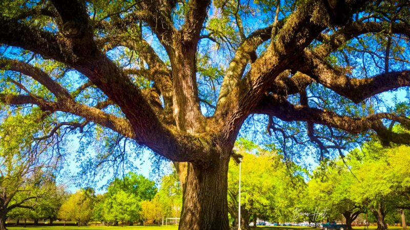 Forsythe Park - Monroe, LA