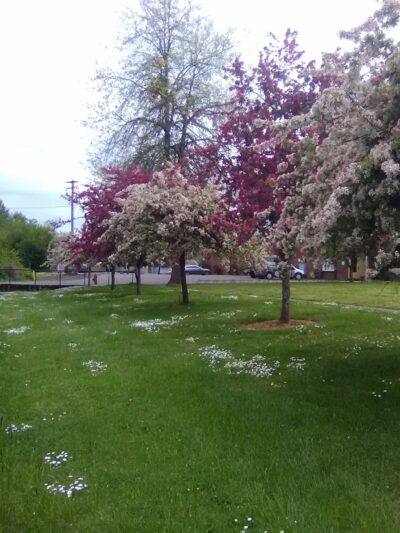 City Park - Monroe, OR