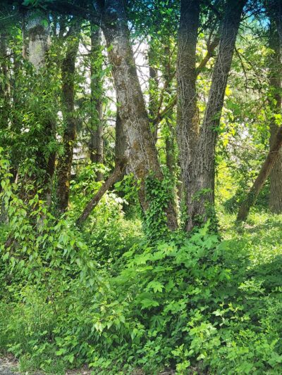 City Park - Monroe, OR