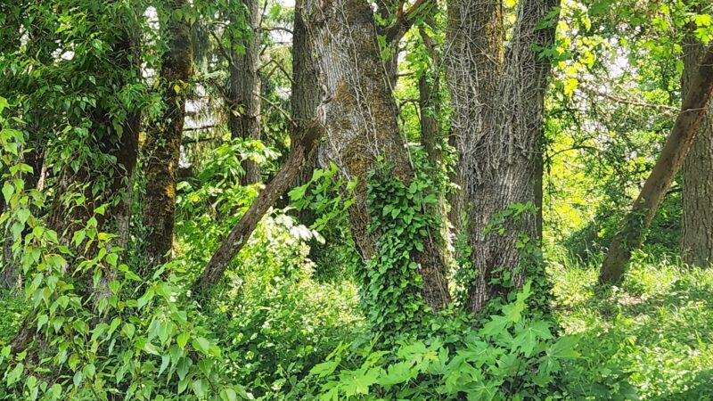 City Park - Monroe, OR