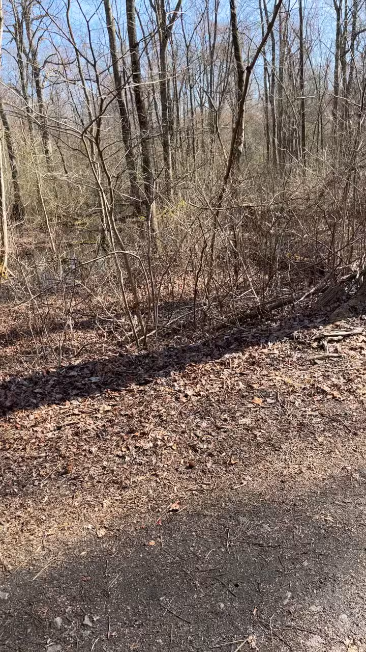 Elephant Swamp Nature Trail - Monroeville, NJ
