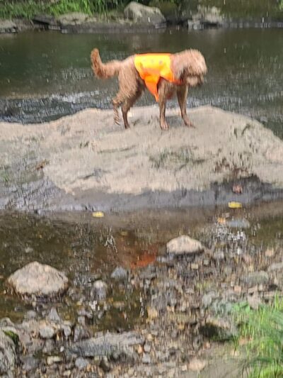 The Lucky Dog's Park - Monson, MA