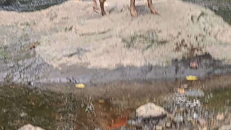 The Lucky Dog's Park - Monson, MA