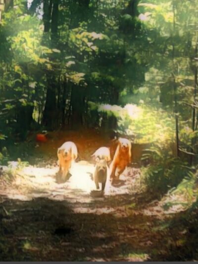The Lucky Dog's Park - Monson, MA