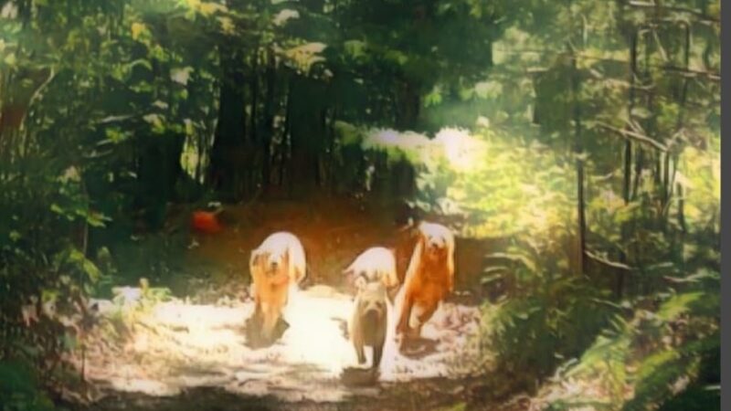 The Lucky Dog's Park - Monson, MA