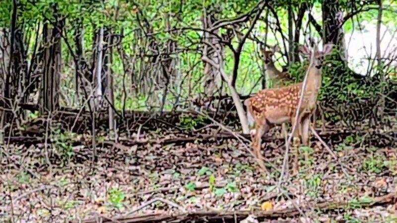Alonzo F Bonsal Wildlife Preserve - Montclair, NJ