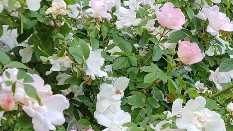 Brookdale Park Rose Garden - Montclair, NJ