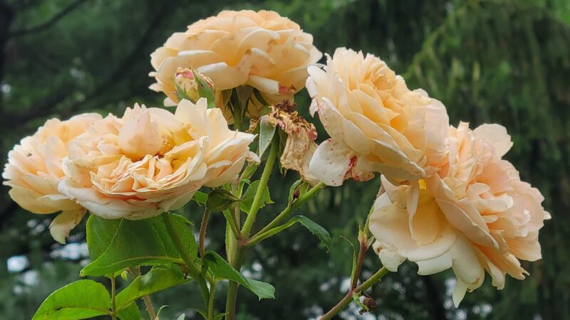 Brookdale Park Rose Garden - Montclair, NJ