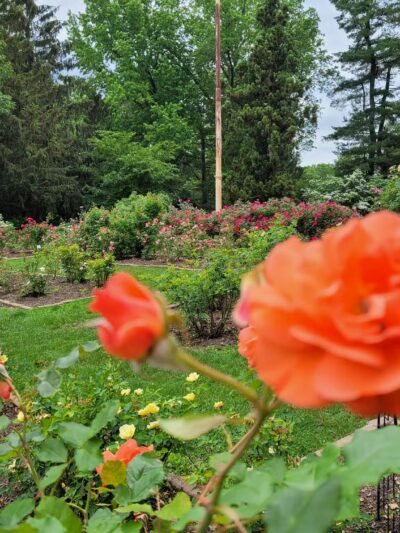 Brookdale Park Rose Garden - Montclair, NJ
