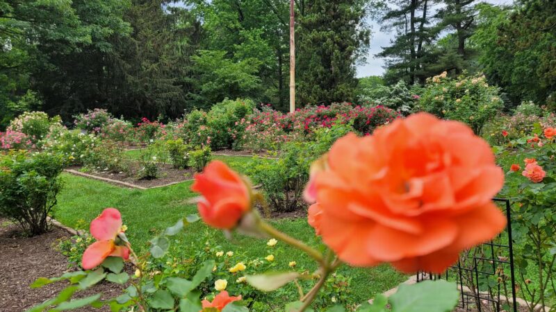 Brookdale Park Rose Garden - Montclair, NJ