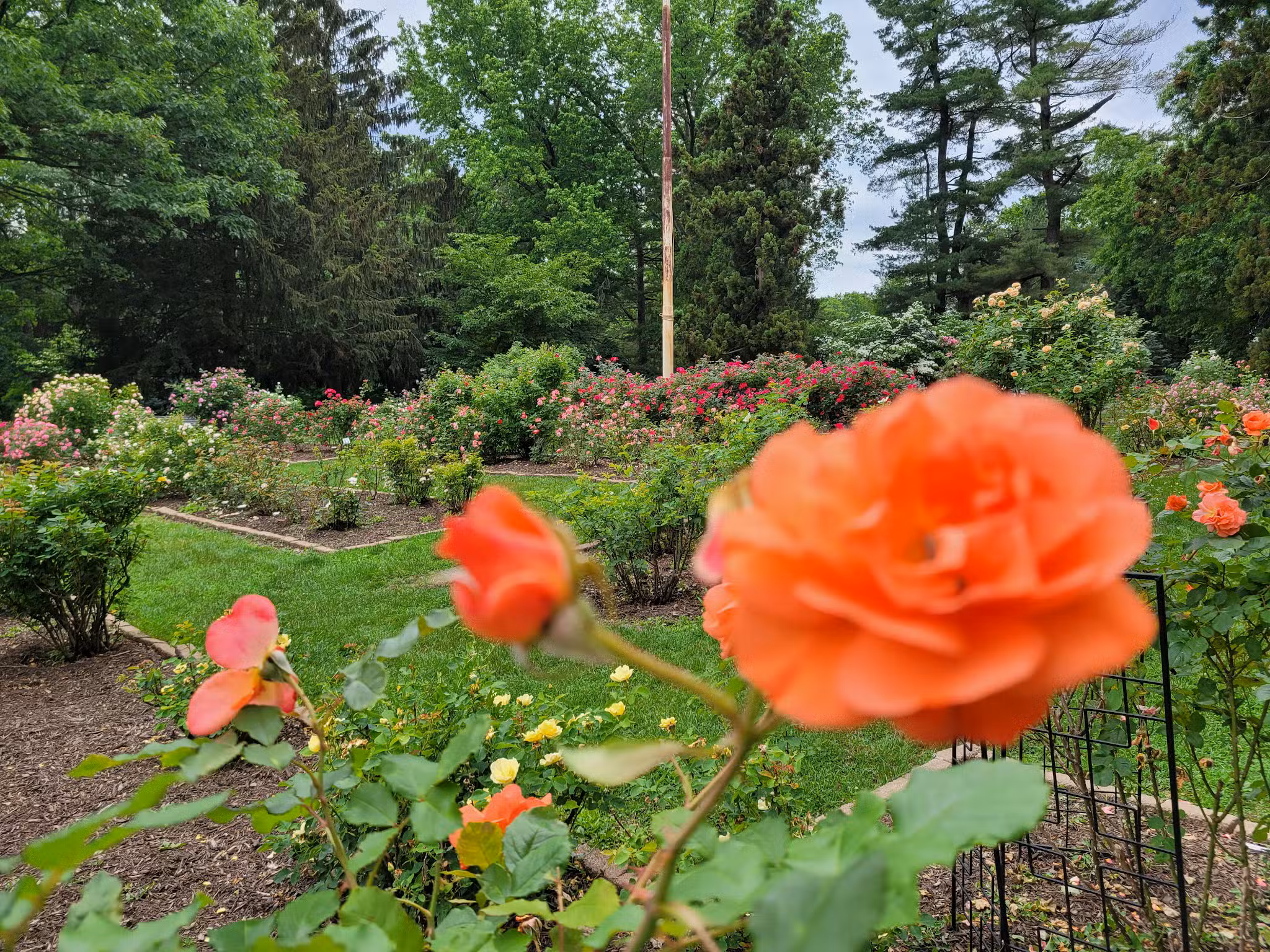 Brookdale Park Rose Garden - Montclair, NJ