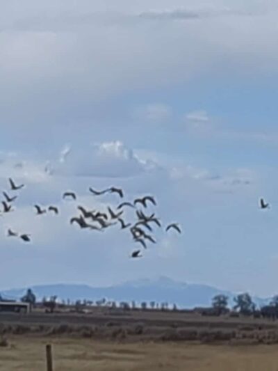 Monte Vista National Wildlife Refuge - Monte Vista, CO